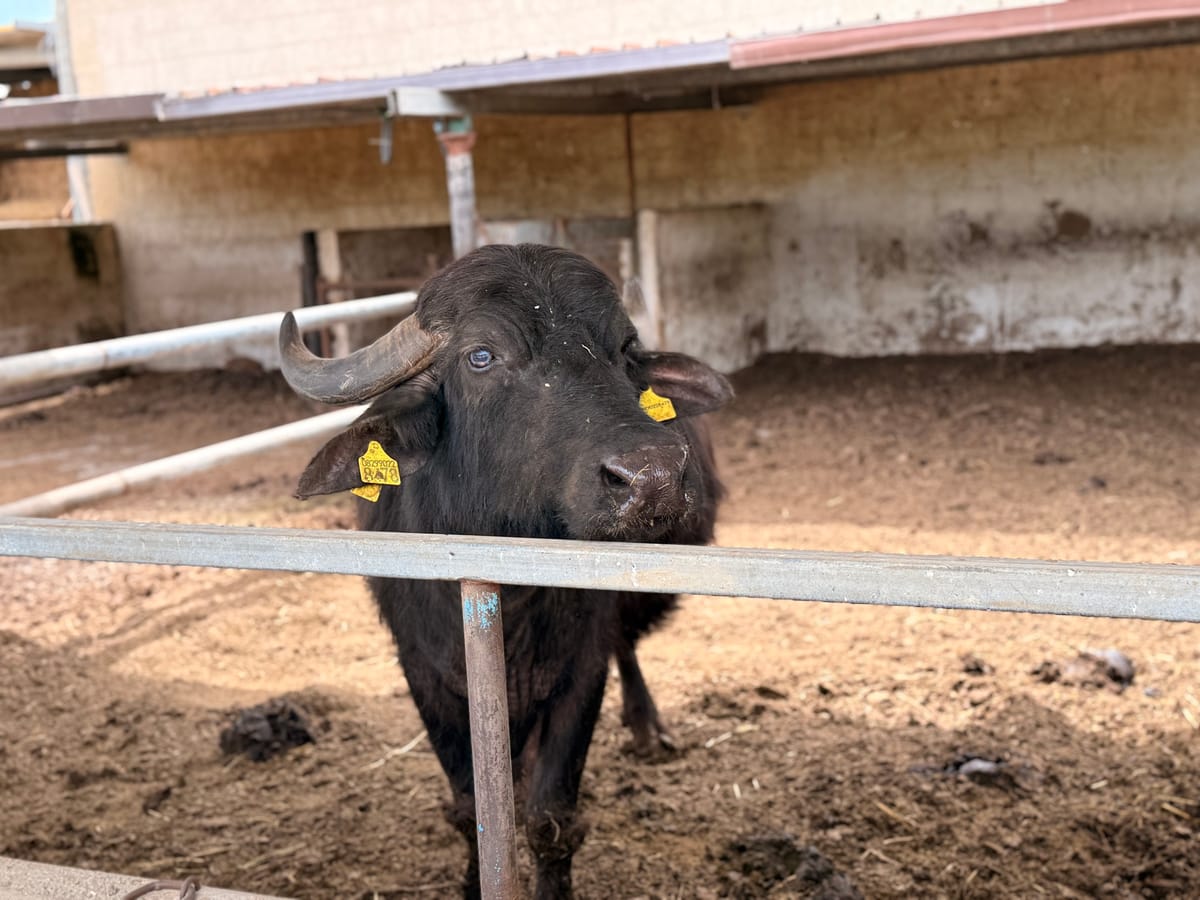 Una bufala nera con le corna ricurve dietro la staccionata del suo recinto