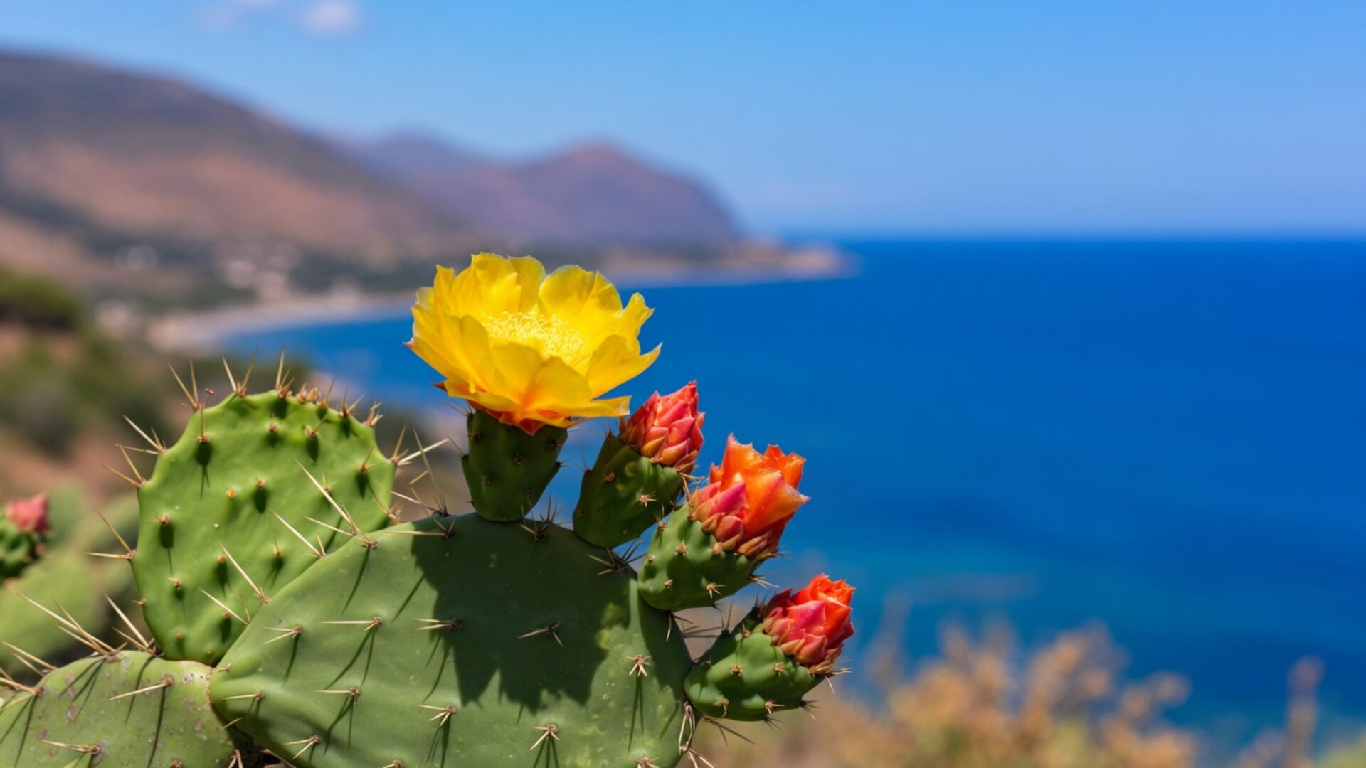 Fico d’India in fiore davanti alla costa della Riserva dello Zingaro